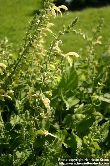 Photo: Salvia glutinosa 2.