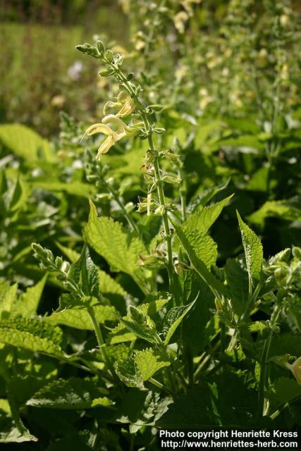 Photo: Salvia glutinosa 3.