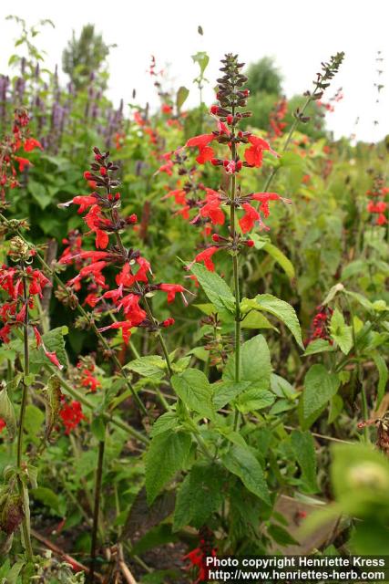 Photo: Salvia coccinea.