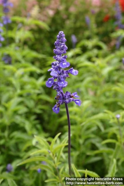 Photo: Salvia farinacea 4.