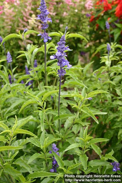 Photo: Salvia farinacea 6.