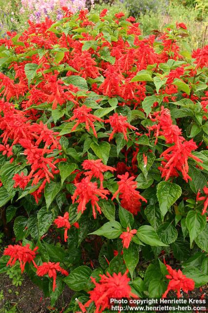 Photo: Salvia splendens.