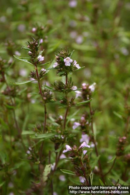 Photo: Satureja hortensis 8.