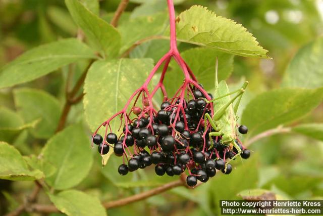 Photo: Sambucus nigra 13.