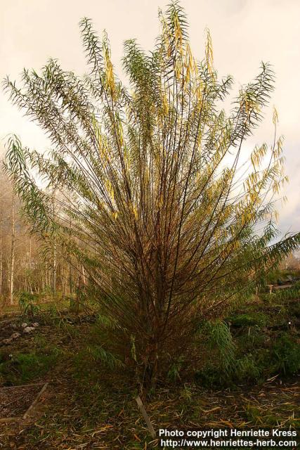 Photo: Salix viminalis 2.