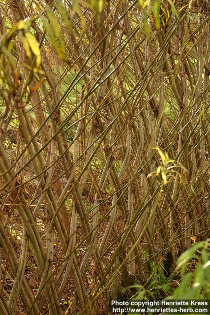 Photo: Salix viminalis 4.