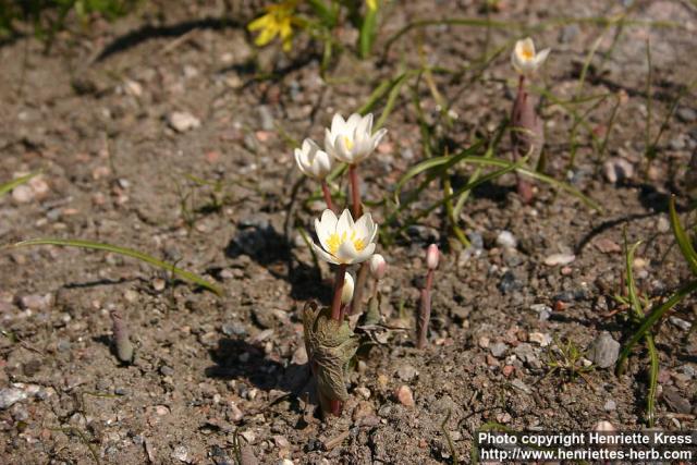 Photo: Sanguinaria canadensis 9.