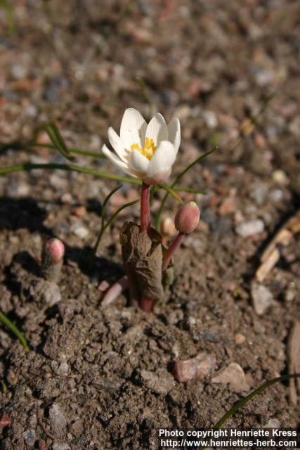 Photo: Sanguinaria canadensis 10.