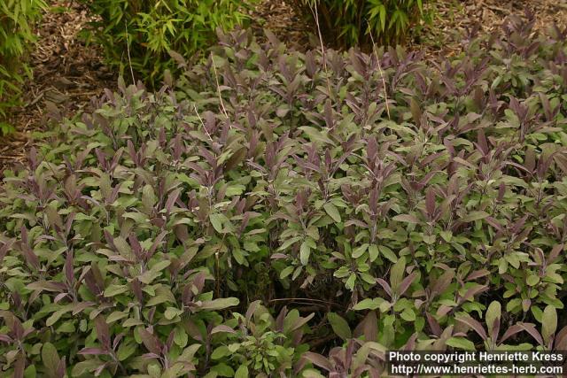 Photo: Salvia officinalis 13.