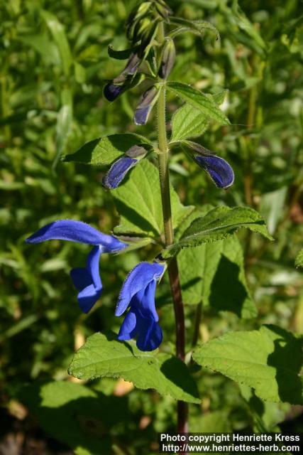 Photo: Salvia patens 5.