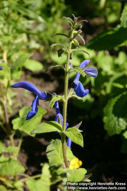 Photo: Salvia patens 6.