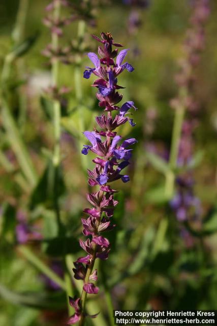 Photo: Salvia dumetorum.