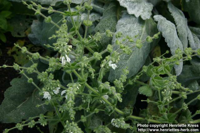 Photo: Salvia argentea 1.