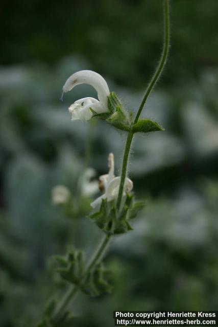 Photo: Salvia argentea 2.