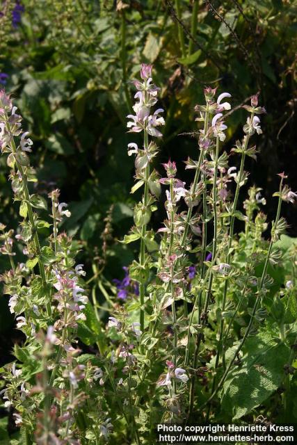 Photo: Salvia sclarea 6.