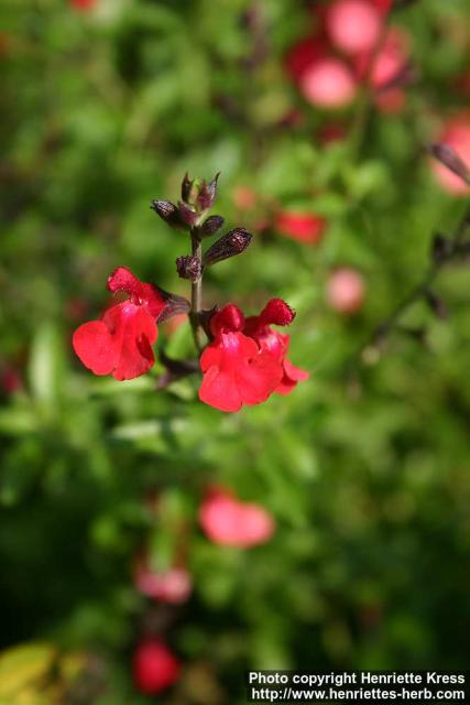 Photo: Salvia greggii 5.