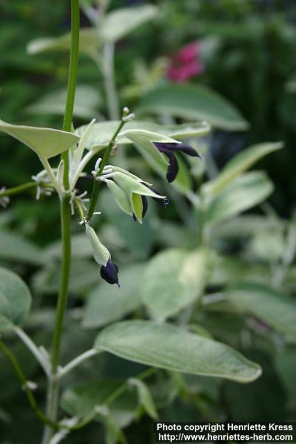 Photo: Salvia discolor 1.