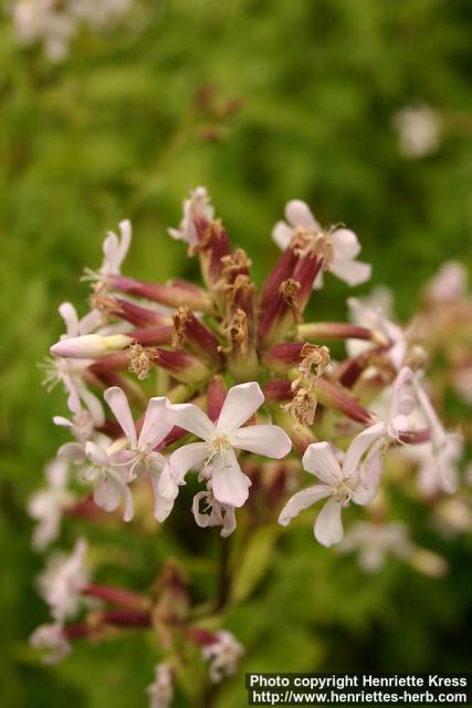 Photo: Saponaria officinalis 6.