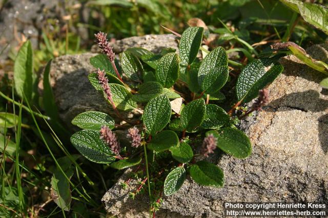 Photo: Salix reticulata.