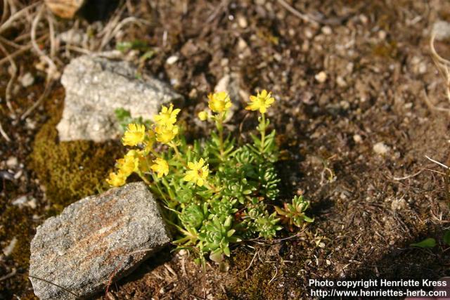 Photo: Saxifraga aizoides.