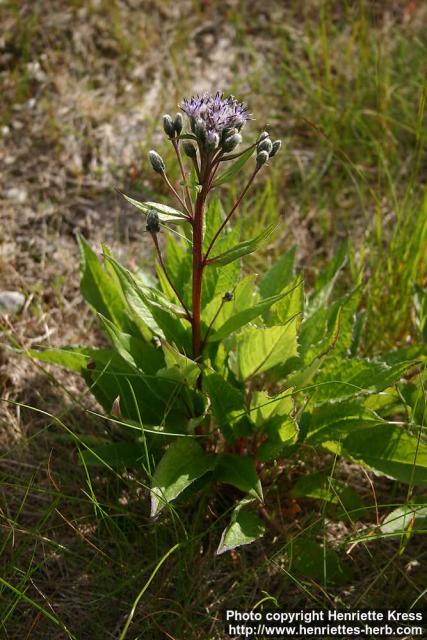 Photo: Saussurea alpina.