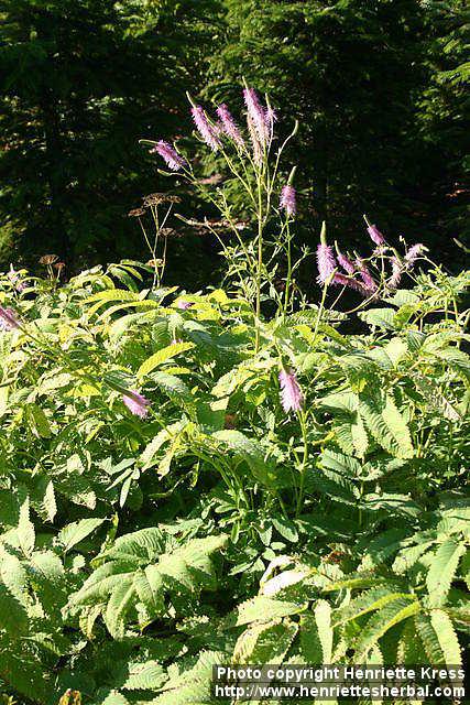 Photo: Sanguisorba hakusanensis 2.