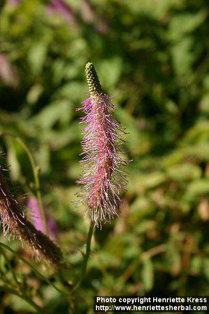 Photo: Sanguisorba hakusanensis 3.