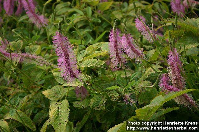 Photo: Sanguisorba hakusanensis 7.