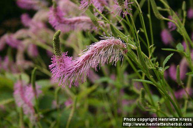 Photo: Sanguisorba hakusanensis 8.