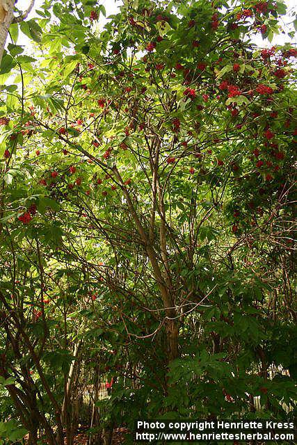 Photo: Sambucus racemosa 15.