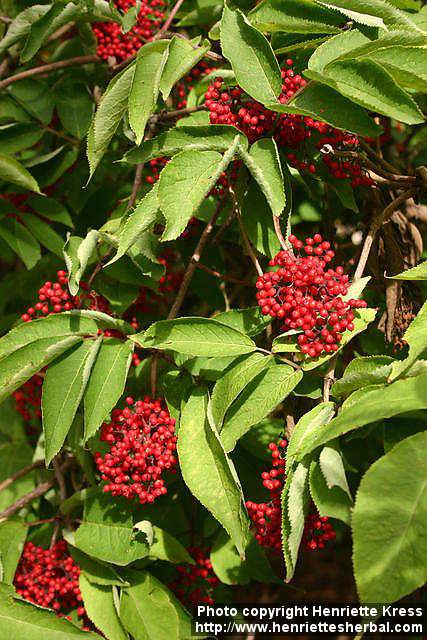 Photo: Sambucus racemosa 17.