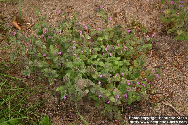 Photo: Clinopodium vulgare 7.