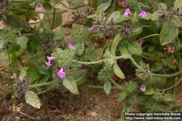 Photo: Clinopodium vulgare 8.