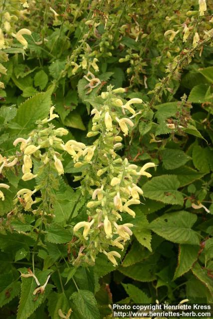 Photo: Salvia glutinosa 9.