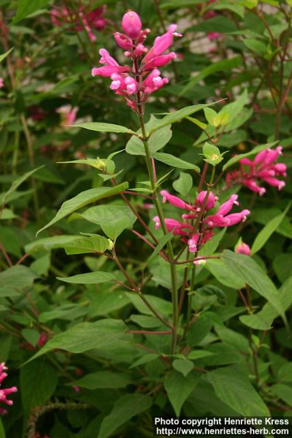 Photo: Salvia involucrata.