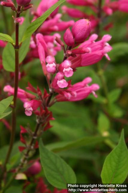 Photo: Salvia involucrata 1.