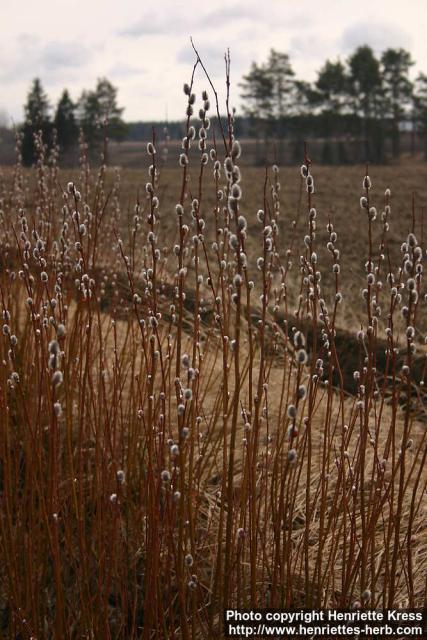 Photo: Salix 13.