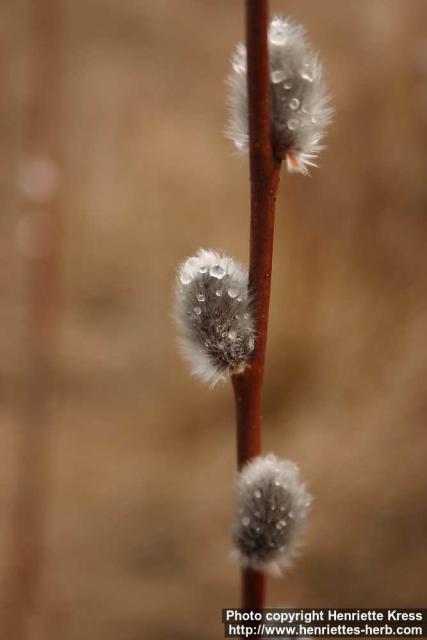 Photo: Salix 20.