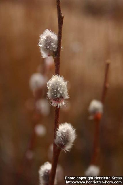 Photo: Salix 15.