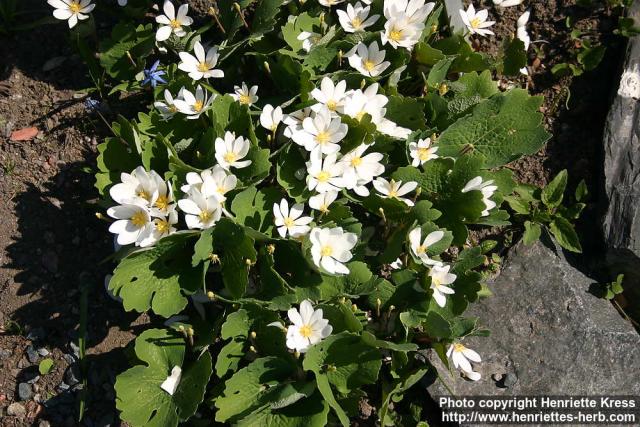 Photo: Sanguinaria canadensis 13.