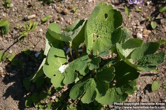 Photo: Sanguinaria canadensis 17.