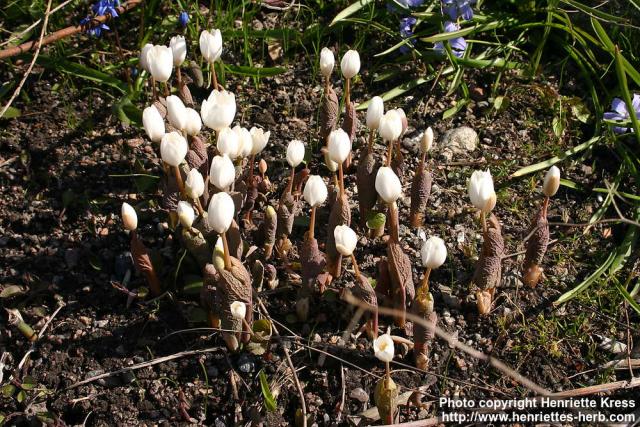 Photo: Sanguinaria canadensis 18.