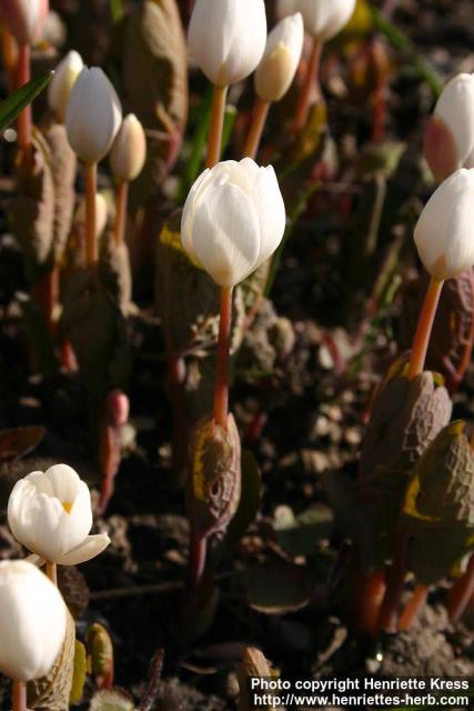 Photo: Sanguinaria canadensis 19.