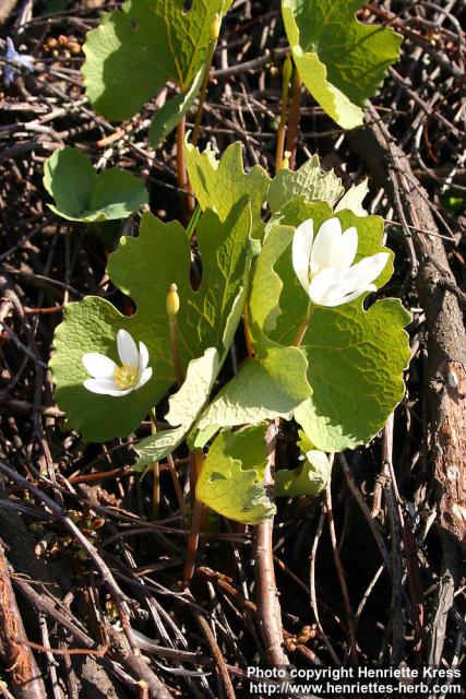 Photo: Sanguinaria canadensis 21.