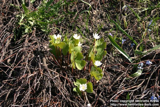 Photo: Sanguinaria canadensis 22.