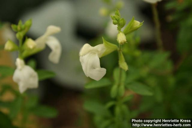 Photo: Salvia greggii 8.