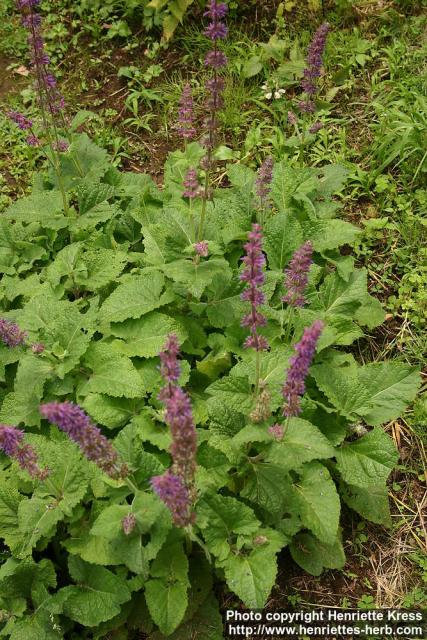 Photo: Salvia yunnaensis 0.