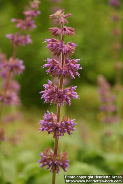 Photo: Salvia yunnaensis 1.