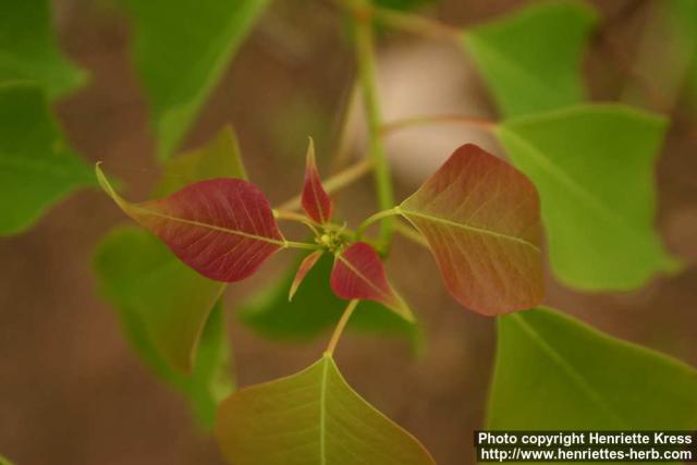 Photo: Triadica sebifera 2.