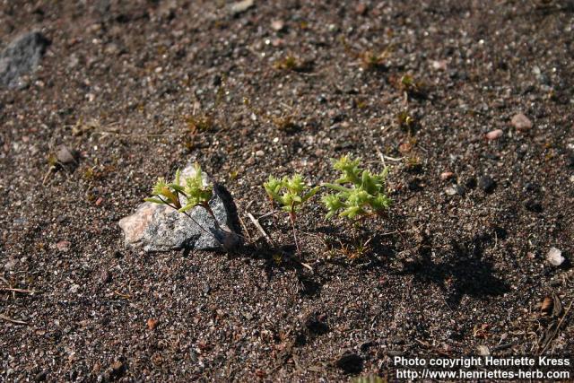 Photo: Salsola kali 1.